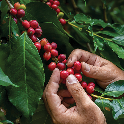 VELOSO COFFEE